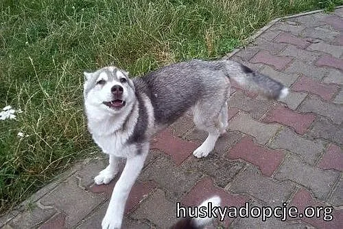 ARAK- kochany szczeniak husky do adopcji,  mazowie