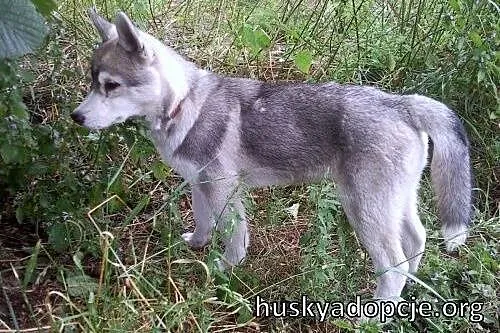 ARAK- kochany szczeniak husky do adopcji,  mazowie