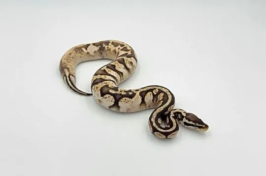 Pastel Fire Orange dream Sugar Yellow belly Phantom samiec Pyton regius wąż