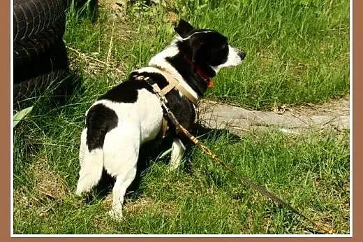8 kg,średnio aktywny,cichy,spokojny, sympatyczny p