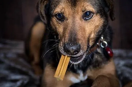 Co to za stworek? To Walik chce mieć domek! ;),  m