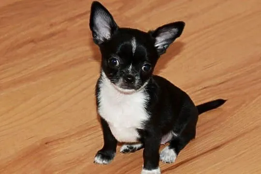Chihuahua krótkowłosa sunia ZKwP FCI