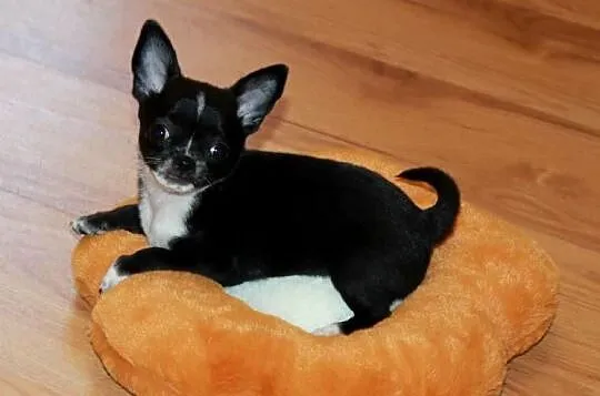Chihuahua krótkowłosa sunia ZKwP FCI, Zachodniopomorskie, Świnoujście