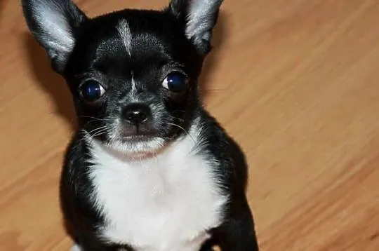 Chihuahua krótkowłosa sunia ZKwP FCI, Zachodniopomorskie, Świnoujście