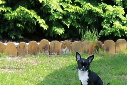 Chihuahua krótkowłosa sunia ZKwP FCI, Zachodniopomorskie, Świnoujście