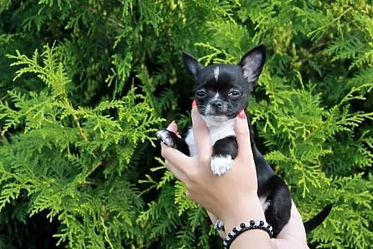 Chihuahua krótkowłosa sunia ZKwP FCI, Zachodniopomorskie, Świnoujście