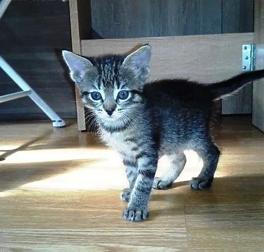 Mała Mii gotowa do adopcji... , mazowieckie Warsz