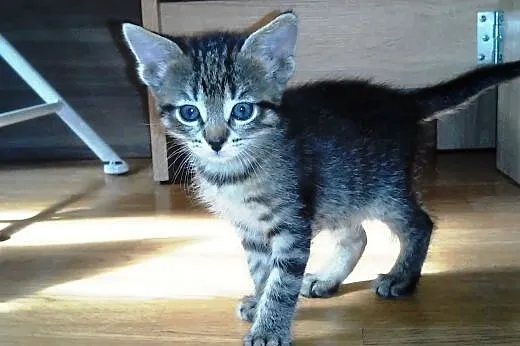 Mała Mii gotowa do adopcji... ,  mazowieckie Warsz