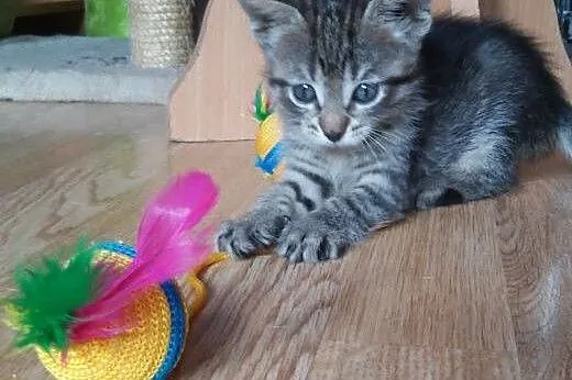 Mała Mii gotowa do adopcji... ,  mazowieckie Warsz