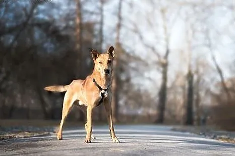 Ok. 1,5roczny kochany JAZZ- szuka człowieka z któr
