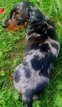 Pieski szczeniak merle czarno - bialy,czekoladowy