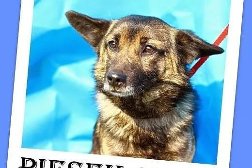 9 kg,grzeczny,spokojny,przyjazny piesek PIĘTEK.Ado