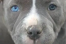 American Bully Piesek