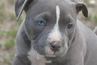American Bully Piesek, Łódzkie, Krośniewice