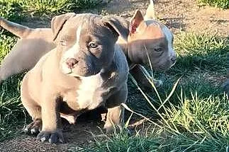 American Bully Piesek, Łódzkie, Krośniewice
