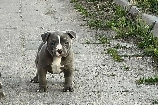 American Bully Piesek, Łódzkie, Krośniewice