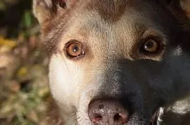 CZOKO-husky-radosny rudasek szuka fajnego człowiek, Sosnowiec