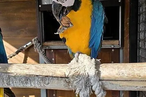 Ara Ararauna