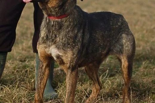 Tigra - grzeczna, przyjazna i młoda suczka szuka d