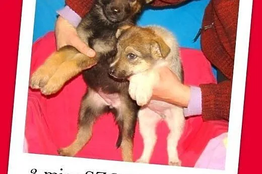 AISZKI,3 mies. szczeniaczki,suczki,średnie,szczepione.ADOPCJA,  mazowieckie Warszawa