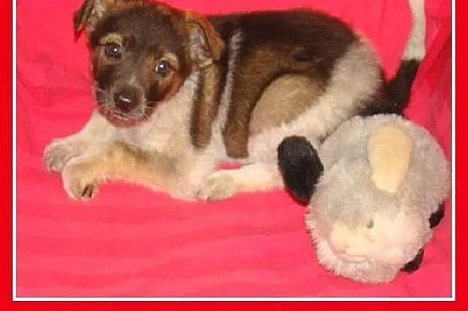AISZKI,3 mies. szczeniaczki,suczki,średnie,szczepi