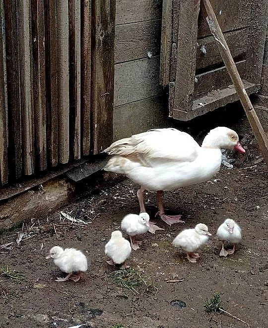 Gęsi nilowe, Pomorskie, Główczewice