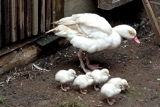 Gęsi nilowe, Pomorskie, Główczewice