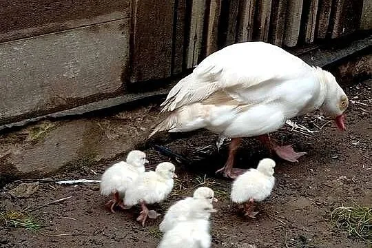 Gęsi nilowe, Pomorskie, Główczewice