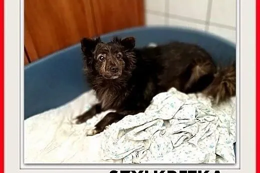 Chihuahua Długowłosa ZKwP FCI,  lubuskie Gorzów Wi, Gorzów Wielkopolski