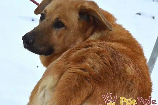 JOGIŚ-super fajny, wesoły psiak, który uwielbia zabawę piłeczką, adopcja, Małopolskie, Kraków