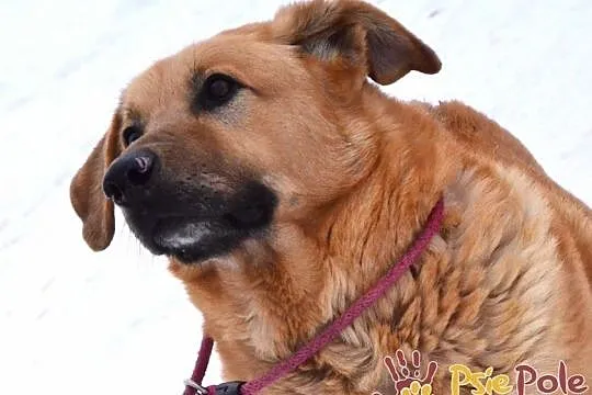 JOGIŚ-super fajny, wesoły psiak, który uwielbia zabawę piłeczką, adopcja, Małopolskie, Kraków