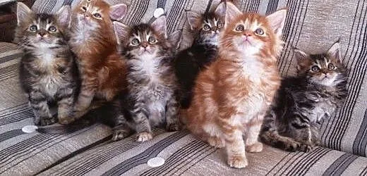 Wspaniałe kocięta MAINE COON z rodowodem FPL, wie