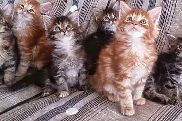 Wspaniałe kocięta MAINE COON z rodowodem FPL,  wie