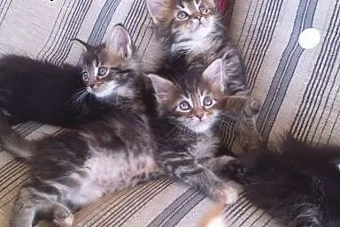 Wspaniałe kocięta MAINE COON z rodowodem FPL,  wie