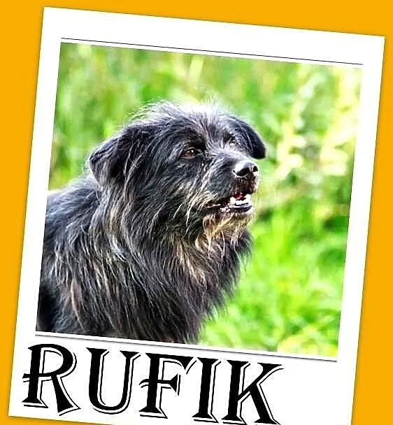 RUFIK-średni,wesoły,czujny,kontaktowy pies,czip,ks