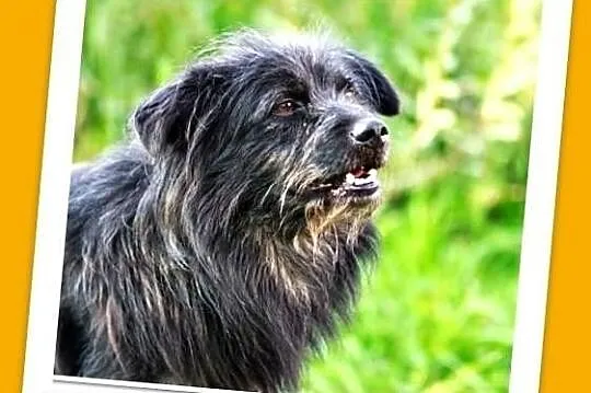 RUFIK-średni,wesoły,czujny,kontaktowy pies,czip,ks.zdrowia.ADOPCJA