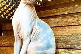 Sfinks (sphynx) kanadyjski dziewczynka