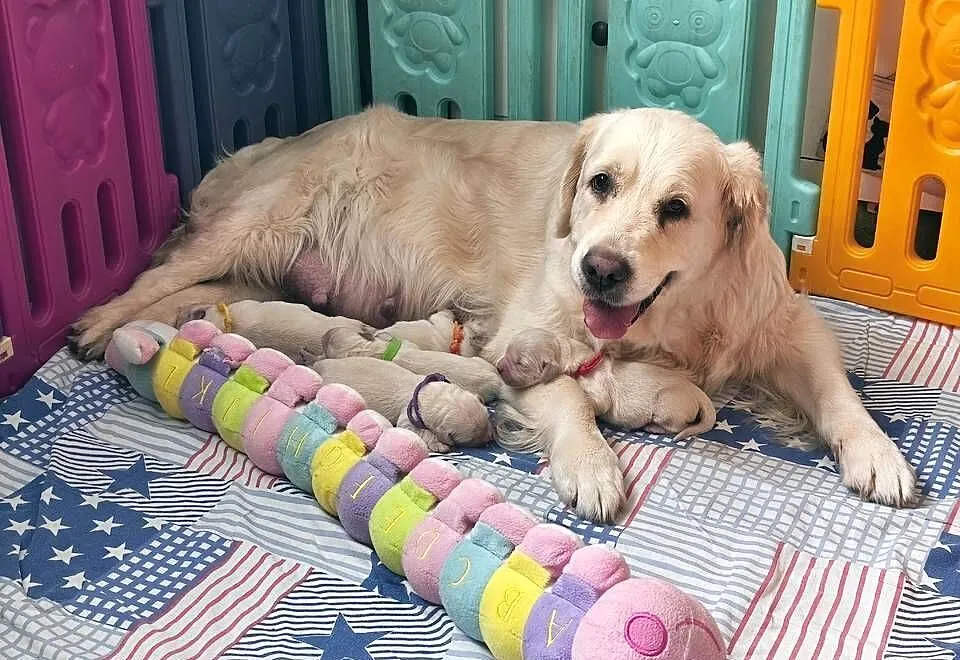 Sprzedam szczenięta golden retriever ZkwP/FCI, Kujawsko-pomorskie, Toruń