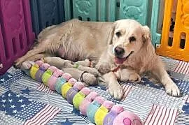 Sprzedam szczenięta golden retriever ZkwP/FCI