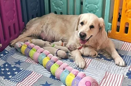 Sprzedam szczenięta golden retriever ZkwP/FCI, Kujawsko-pomorskie, Toruń