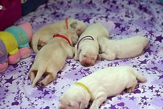 Sprzedam szczenięta golden retriever ZkwP/FCI, Kujawsko-pomorskie, Toruń