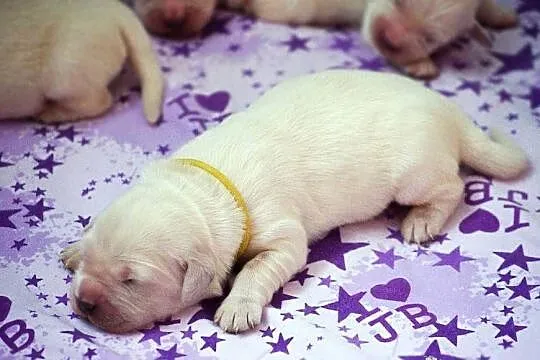 Sprzedam szczenięta golden retriever ZkwP/FCI, Kujawsko-pomorskie, Toruń