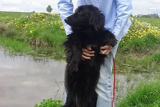 Długowłosa, przyjacielska, łagodna Inez