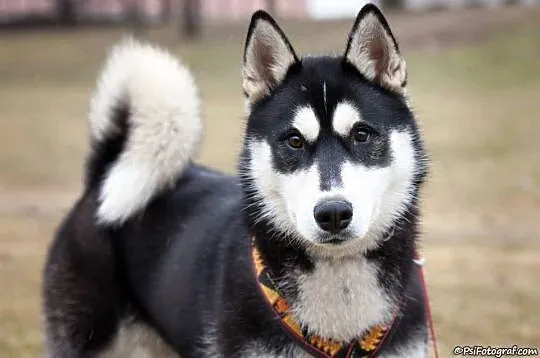 Wesoły, młodziutki Parys, CUDNY HUSKY do adopcji!