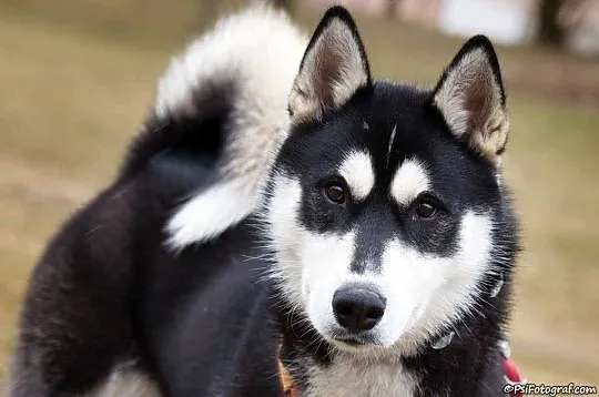 Wesoły, młodziutki Parys, CUDNY HUSKY do adopcji!