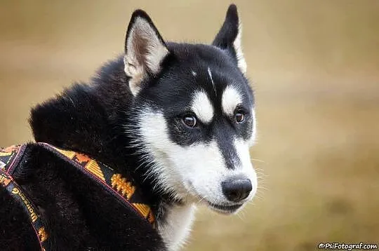 Wesoły, młodziutki Parys, CUDNY HUSKY do adopcji!