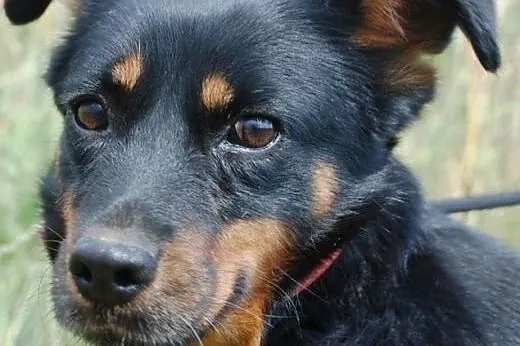 Zanka piękna, niewielka suczka o aksamitnej sierśc