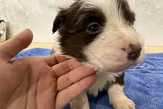 Szczeniak Border Collie czekoladowy - suczka, czarny - pies, Podlaskie, Drohiczyn