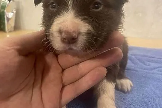 Szczeniak Border Collie czekoladowy - suczka, czarny - pies, Podlaskie, Drohiczyn