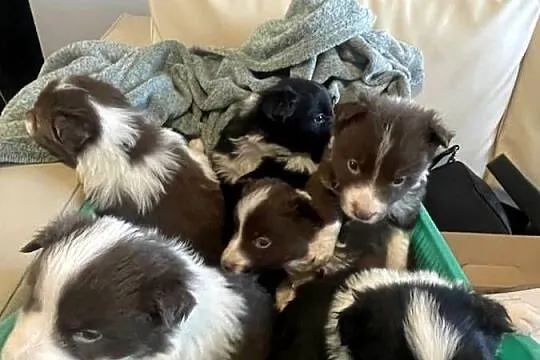 Szczeniak Border Collie czekoladowy - suczka, czarny - pies, Podlaskie, Drohiczyn